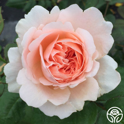  Ambridge Rose®