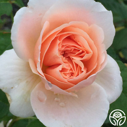  Ambridge Rose®