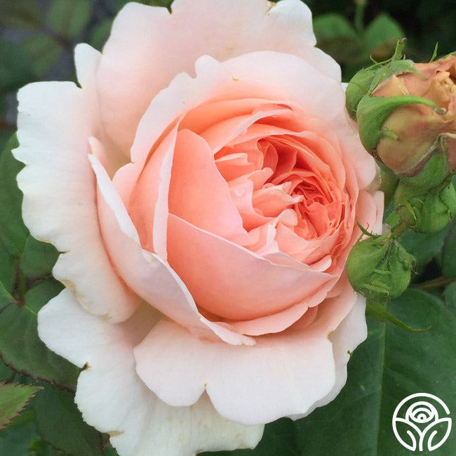  Ambridge Rose®
