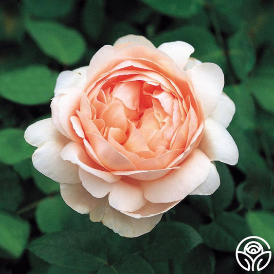  Ambridge Rose®