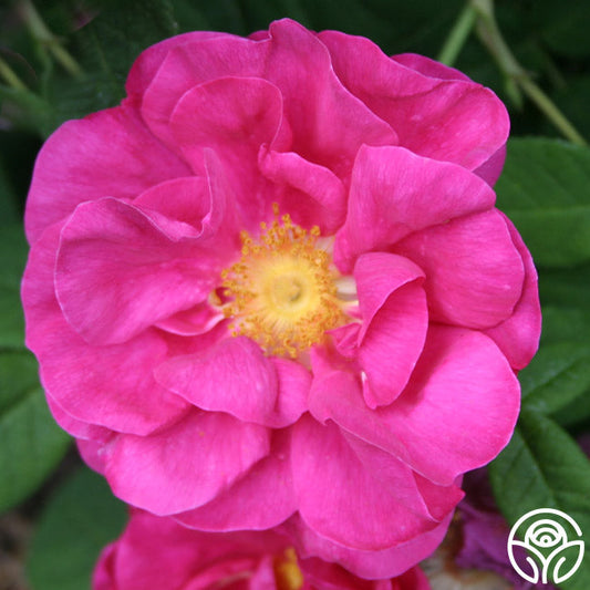  Apothecary's Rose