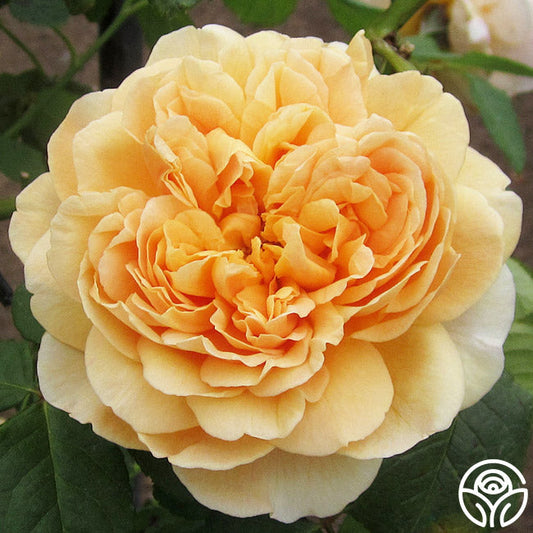  Apricot Impressionist™