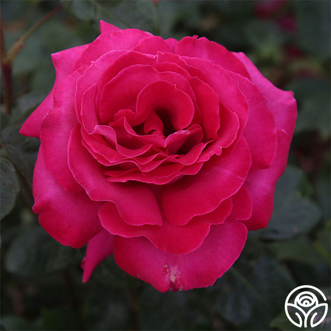  Baronne E. De Rothschild®