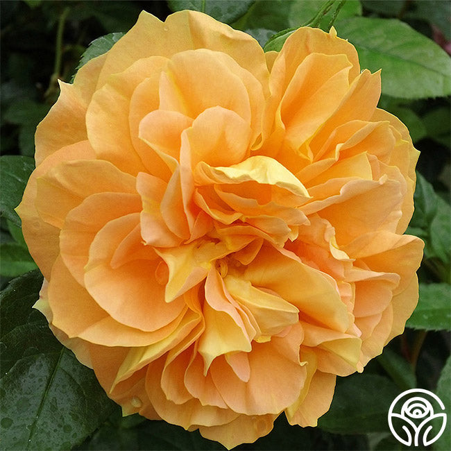  Bernstein-Rose