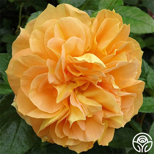  Bernstein-Rose