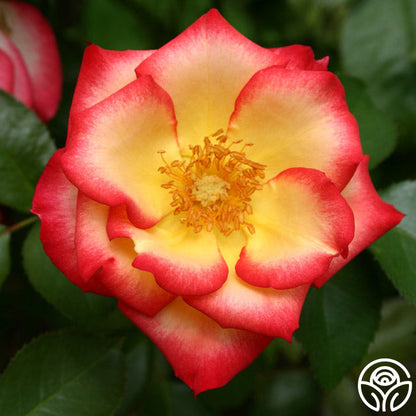  Betty Boop™