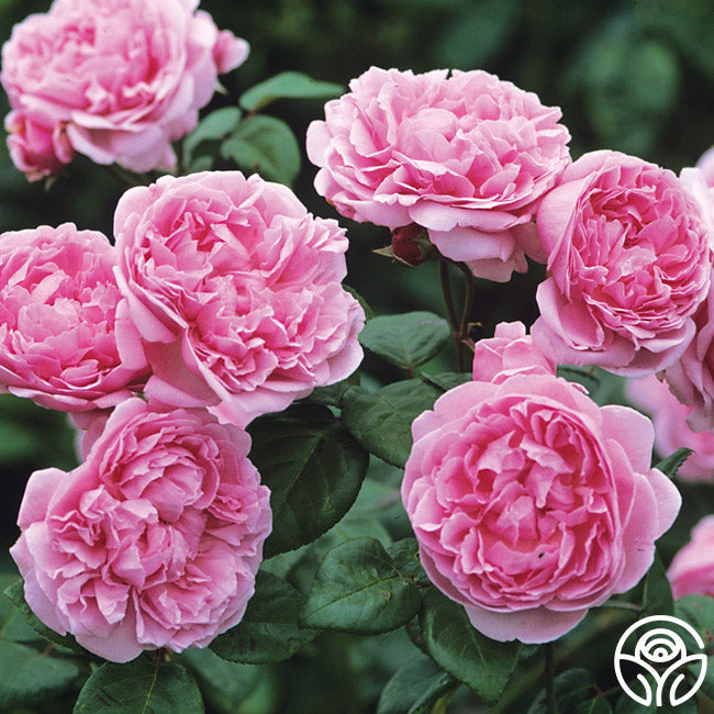  Bishop's Castle