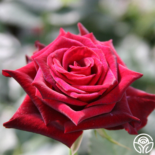  Black Baccara®