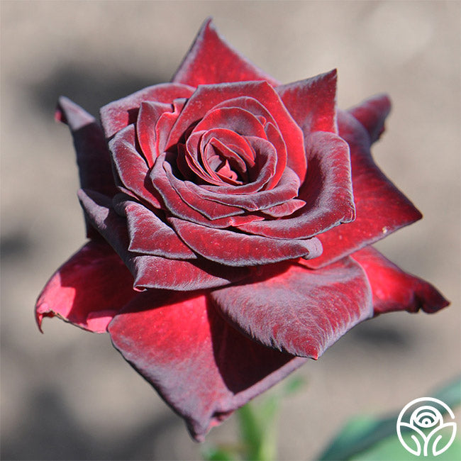  Black Baccara®