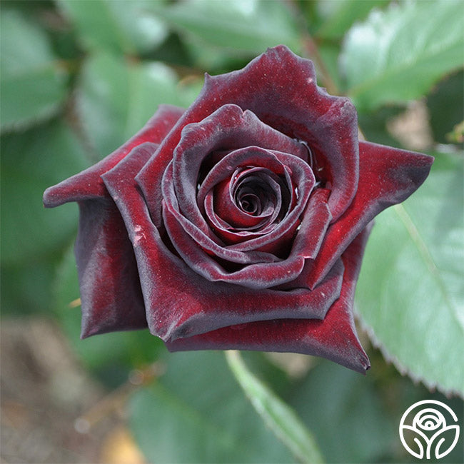 Black Baccara®
