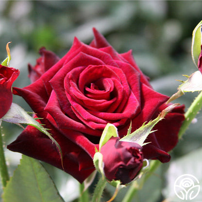  Black Baccara®