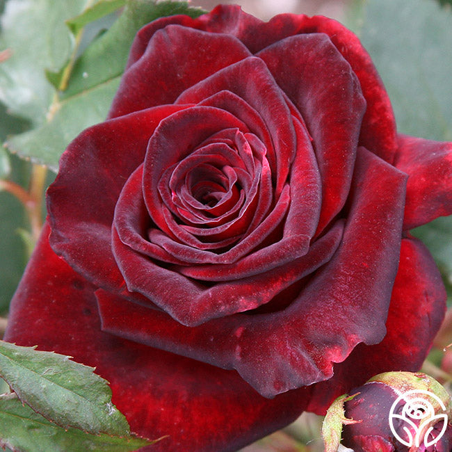  Black Baccara®