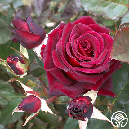  Black Baccara®