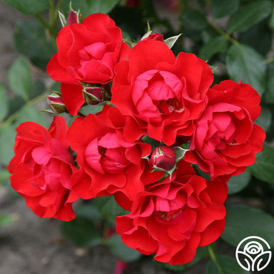  Black Forest Rose®