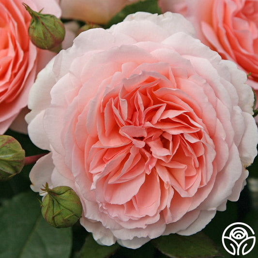  Parfuma® Bliss