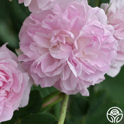  Blush Damask