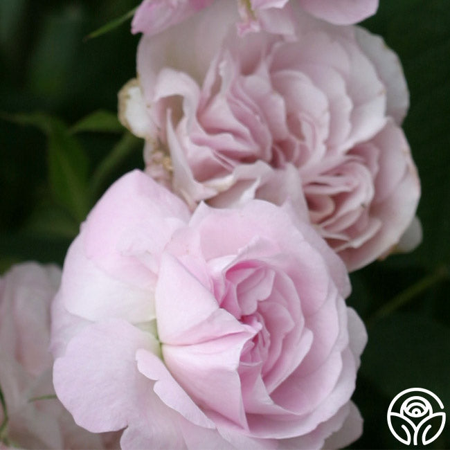  Blush Damask