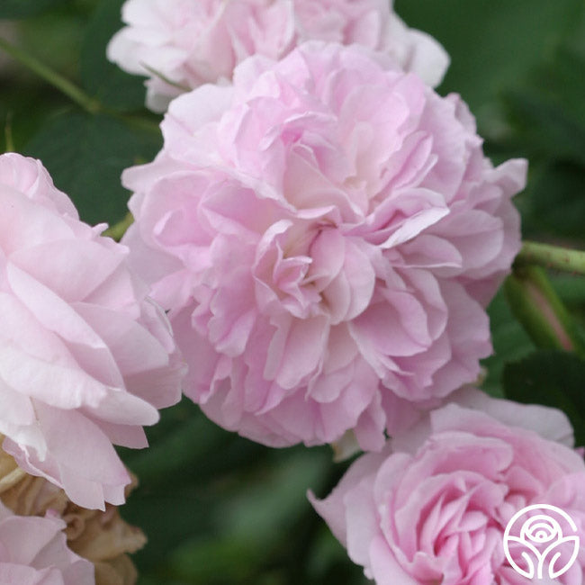  Blush Damask