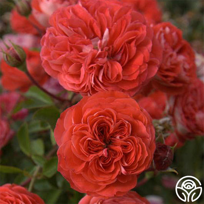  Veranda® Brilliant™