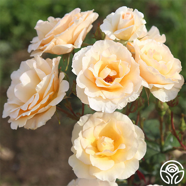  By Appointment™
