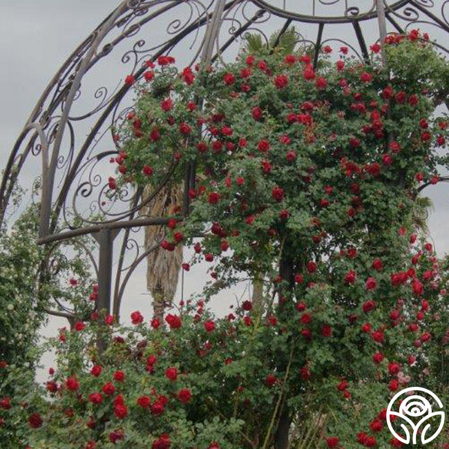  Cherry Garland™