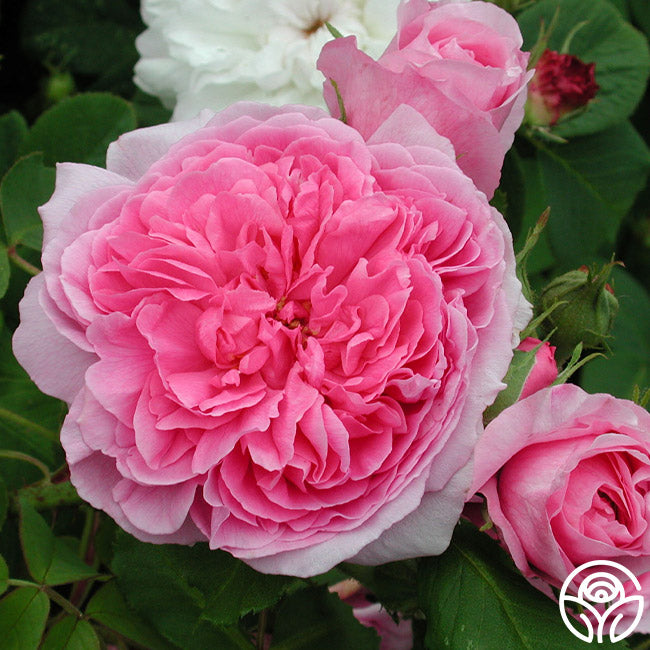  Comte De Chambord