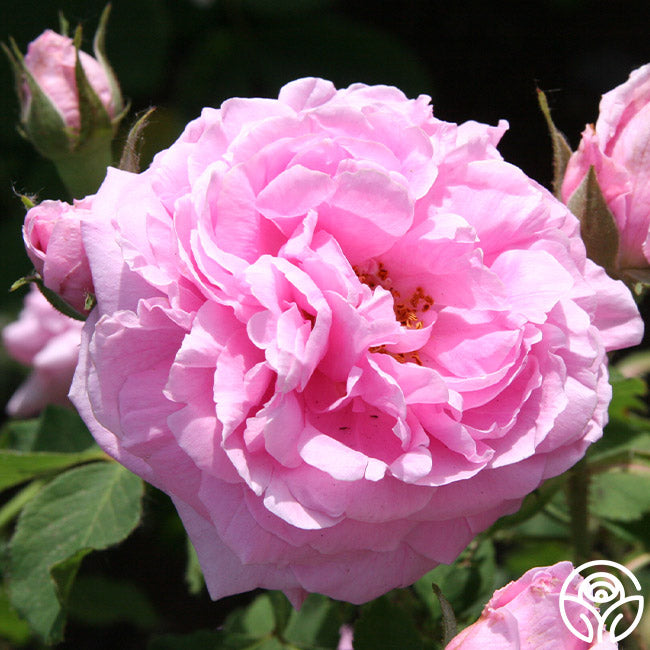  Comte De Chambord