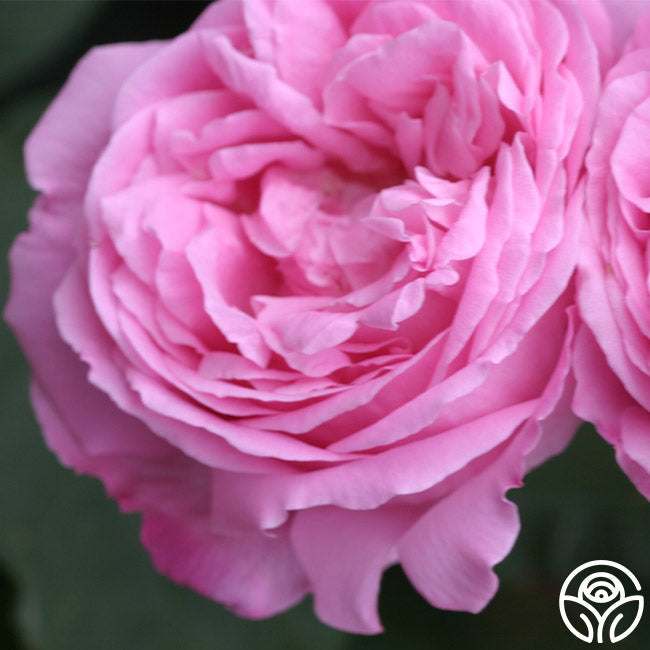  Coupe D' Hebe