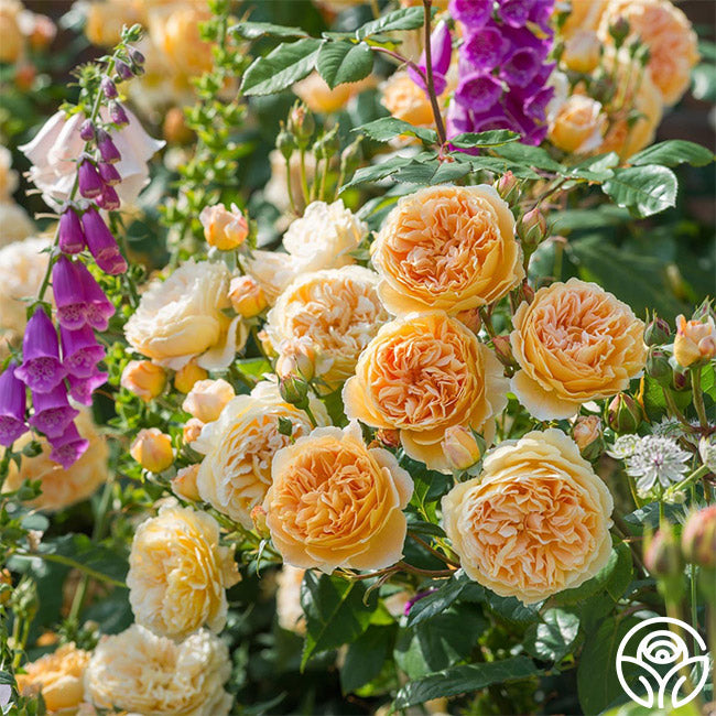  Crown Princess Margareta®