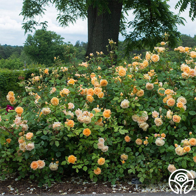  Crown Princess Margareta®