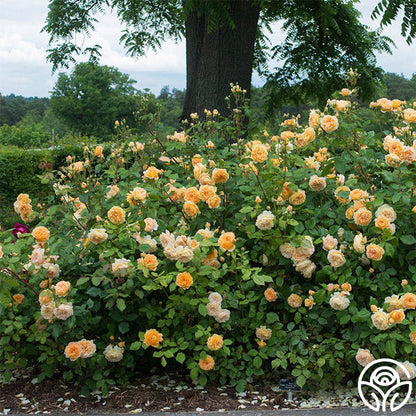  Crown Princess Margareta®