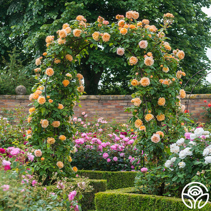  Crown Princess Margareta®