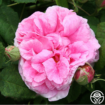  Duchesse De Rohan