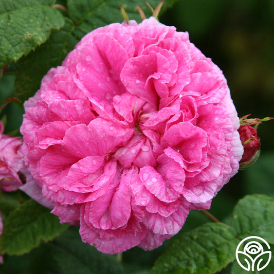  Duchesse De Rohan