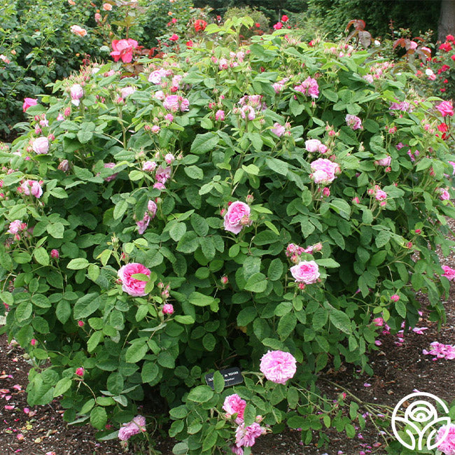  Duchesse De Rohan