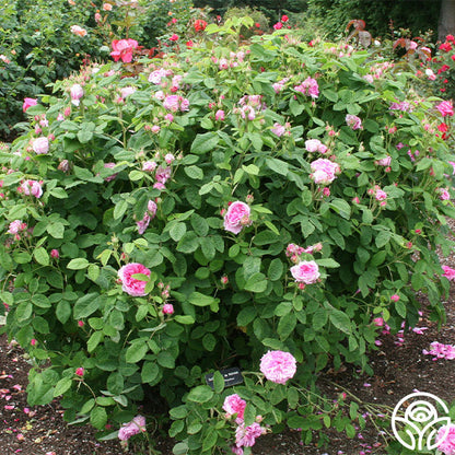  Duchesse De Rohan