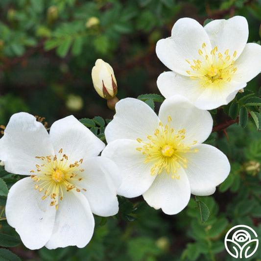  Dunwich Rose