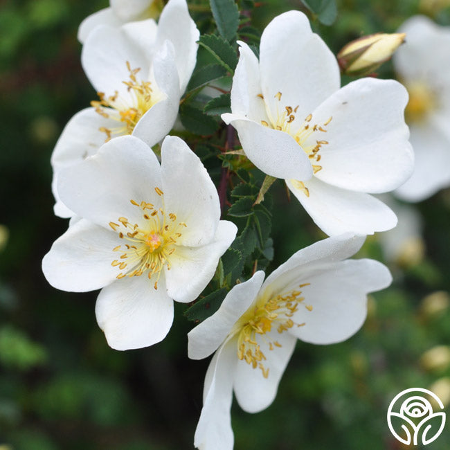  Dunwich Rose