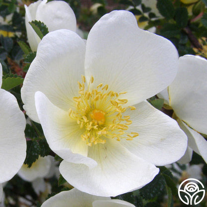  Dunwich Rose