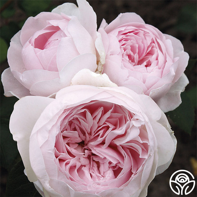  Parfuma® Earth Angel