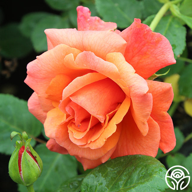  Easy Does It™