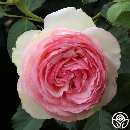  Eden Climber®