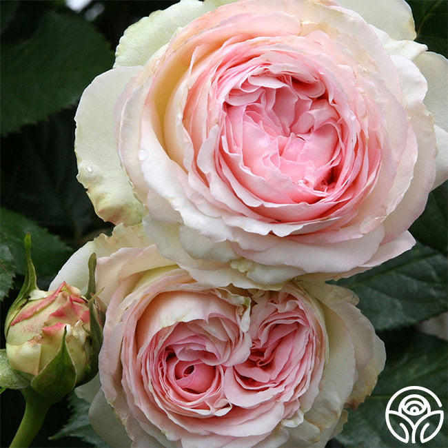  Eden Climber®