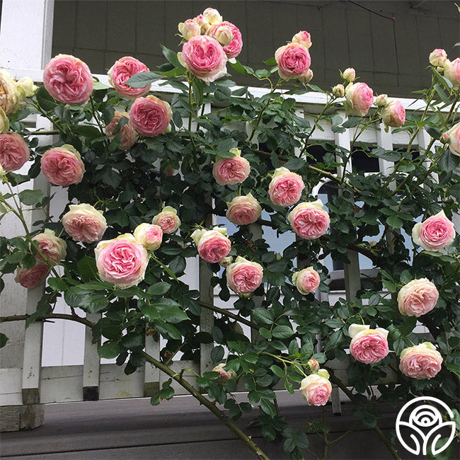  Eden Climber®