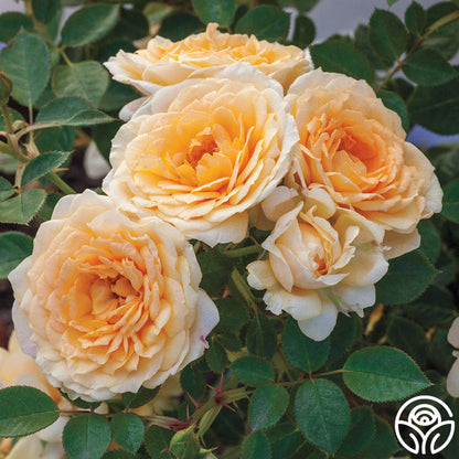  Edith's Darling™