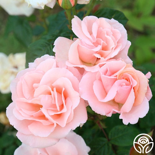  Everest Double Fragrance™