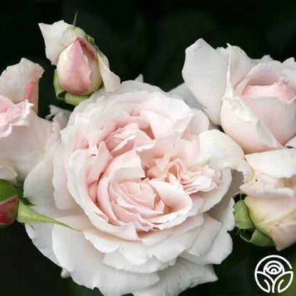  Parfuma® First Crush™