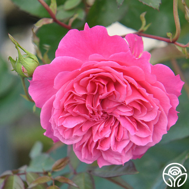  Flamenco Rosita