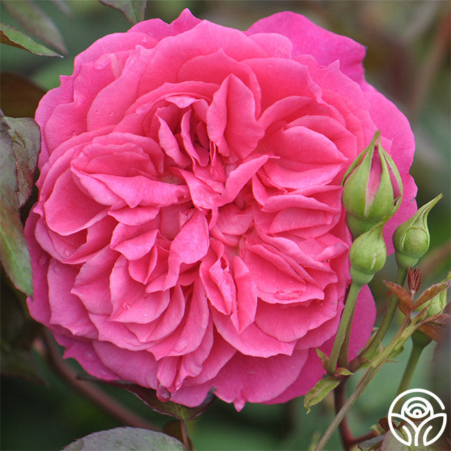  Flamenco Rosita