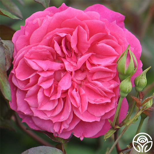  Flamenco Rosita
